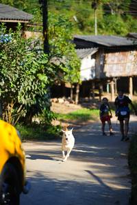 BIB: 
                            <button type="button" onclick="openModal(19338960)" class="btn btn-primary btn-sm float-right btn-popup" data-toggle="modal" data-target=".modal-high-quality">
                        <i class="fas fa-shopping-cart"></i> Add to Cart
                    </button>
                                            <button type="button" onclick="isThisMe(19338960, true)" class="btn btn-success btn-sm float-right btn-popup btn-isme hidden" data-toggle="tooltip" data-placement="bottom" title="นี่คือรูปของคุณใช่ไหม คลิกที่นี่เพื่อเอาเข้าอัลบั้ม">
                        <i class="fas fa-plus"></i> Add to album
                    </button>
                    <button type="button" onclick="isThisMe(19338960, false)" class="btn btn-warning btn-sm float-right btn-popup btn-isnotme hidden">
                        <i class="fas fa-ban"></i> Remove from album
                    </button>